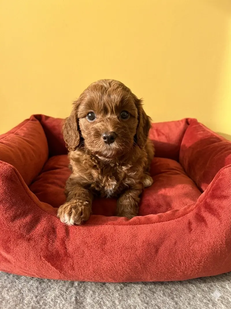 Die bildhübsche Maltipoo Hündin Hilde sucht noch ihre Traumfamilie main gallery image