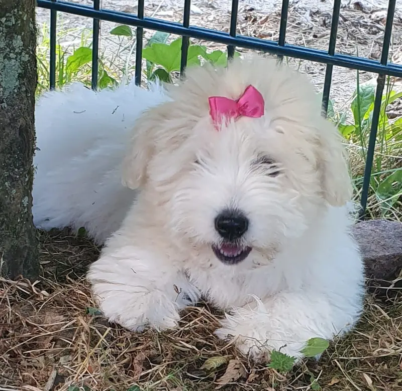 Bell Pepper