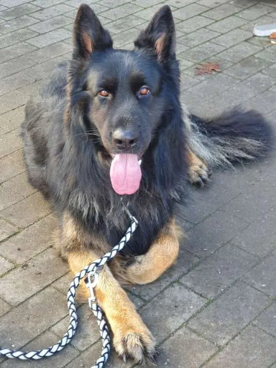 Teddy von den Pankower Wiesen 