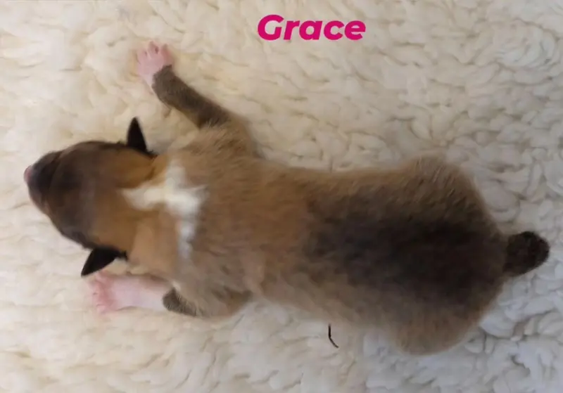 Grace von der Brettachwiese