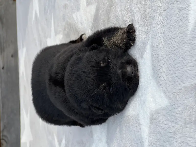 Hedwig