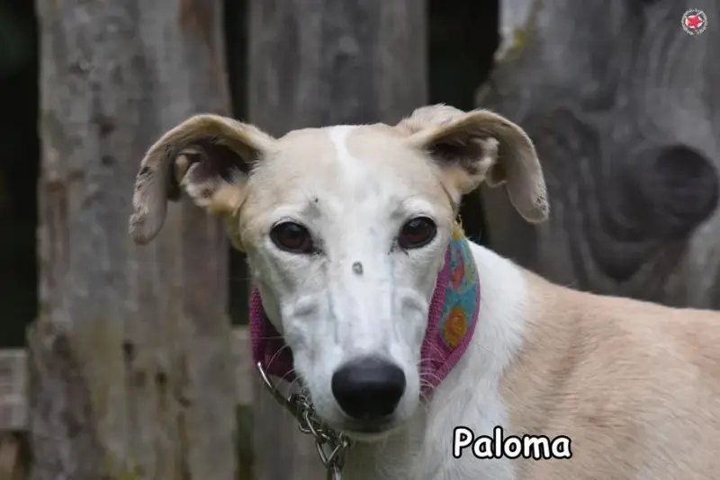 Paloma main gallery image