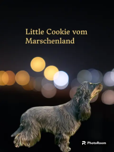 Little Cookie vom Marschenland
