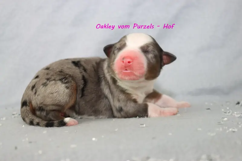 Oakley