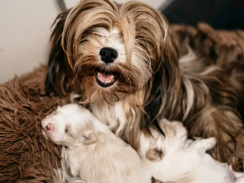 Fotka vrhu: Puppy