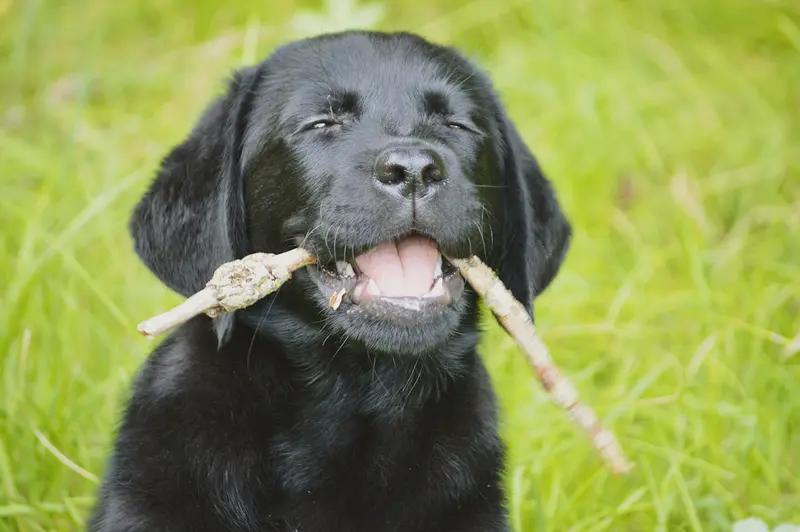 Clumsy Puppies main gallery image