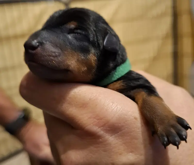Zwergpinscher Puppy