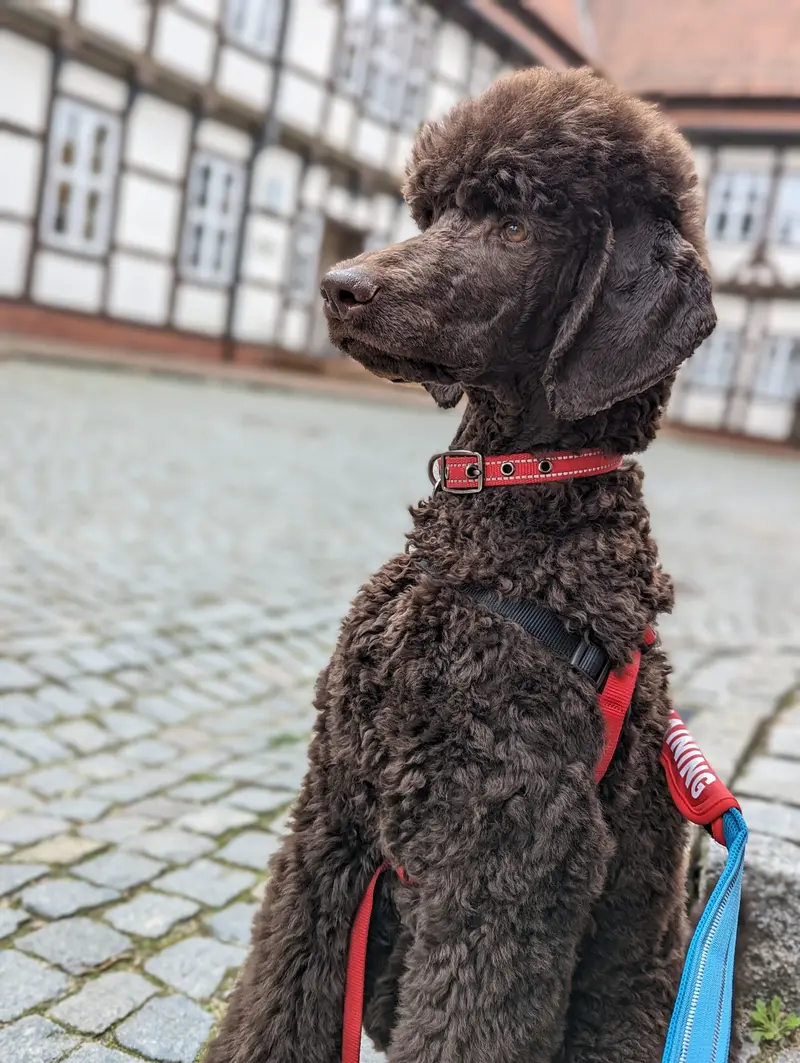 Apollo von den Rheinschnecken