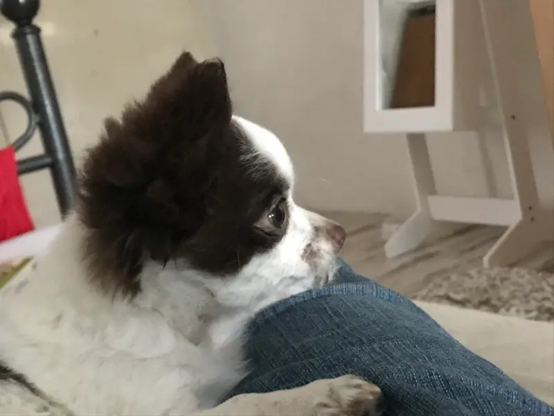 Evita-Elaine – štěně Chihuahua