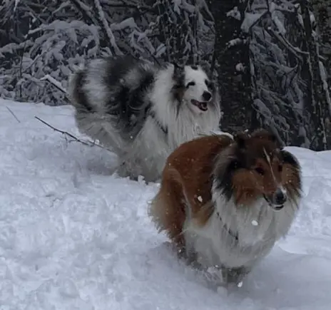 Bounty from Collies of Passion