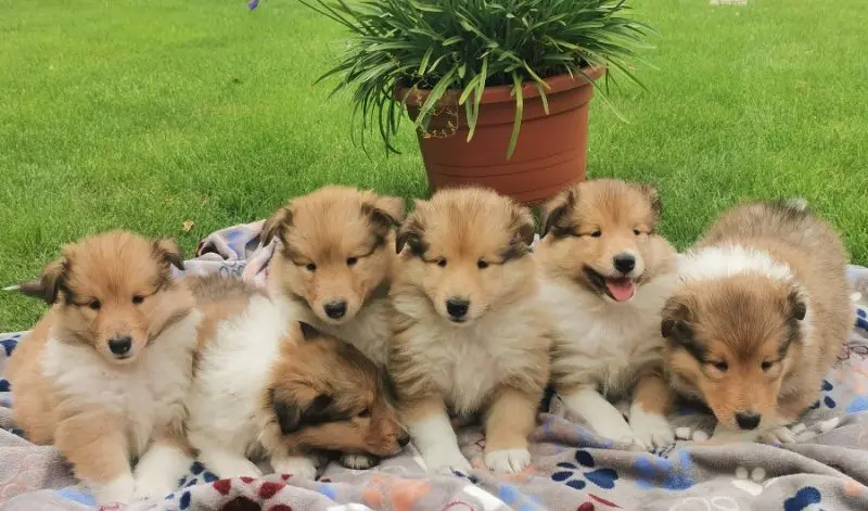 Zdjęcie miotu: Puppy