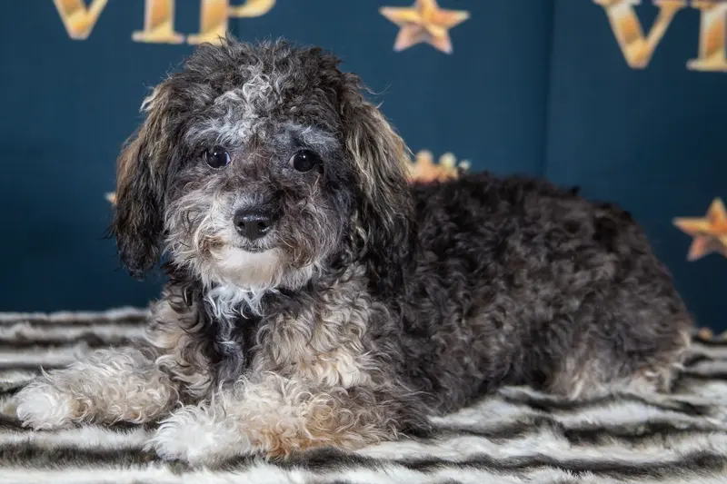 Quirina – Bolonka Zwetna (Nationale Rasse) Puppy
