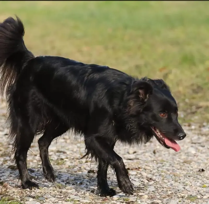 Wurfankündigung Australian Shepherd Welpen aus Arbeitslinie main gallery image