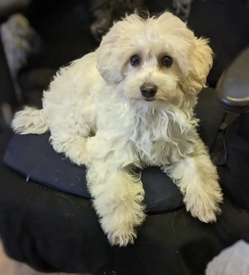 Yuki