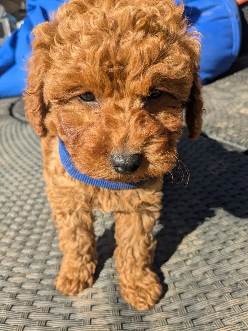 YouTube, TikTok, lernt rund um Pudel, Welpen, Geburt, Erziehung, Hundegruppe main gallery image