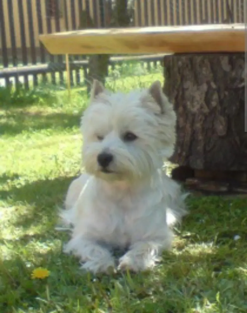 Akira von Bora