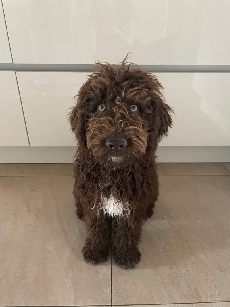 Mateo 