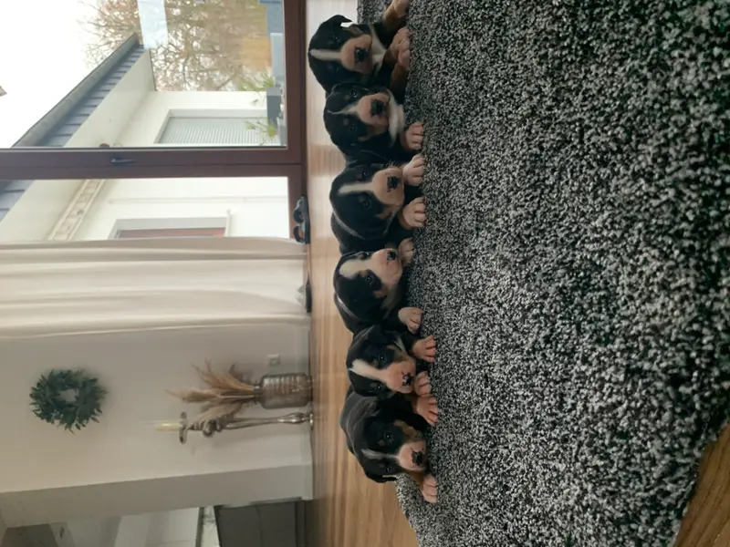 Dieters Hundezucht main gallery image