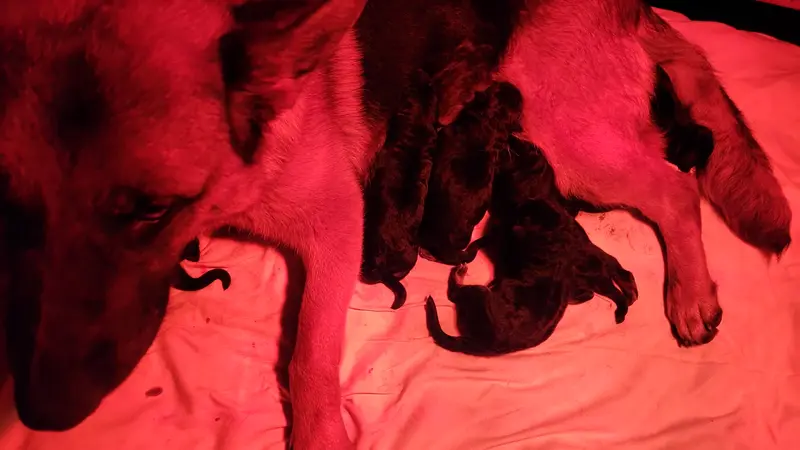 Past Litters