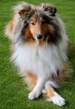 Sina