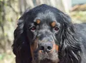 Black Devil's Humphrey Bogart