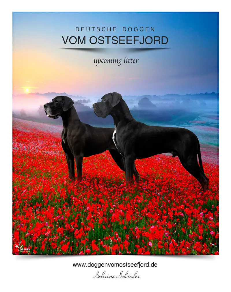 Deutsche Doggen vom Ostseefjord main gallery image