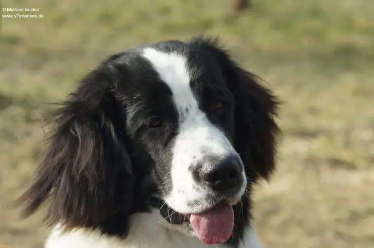Landseer vom Sieben-Erlen-See main gallery image