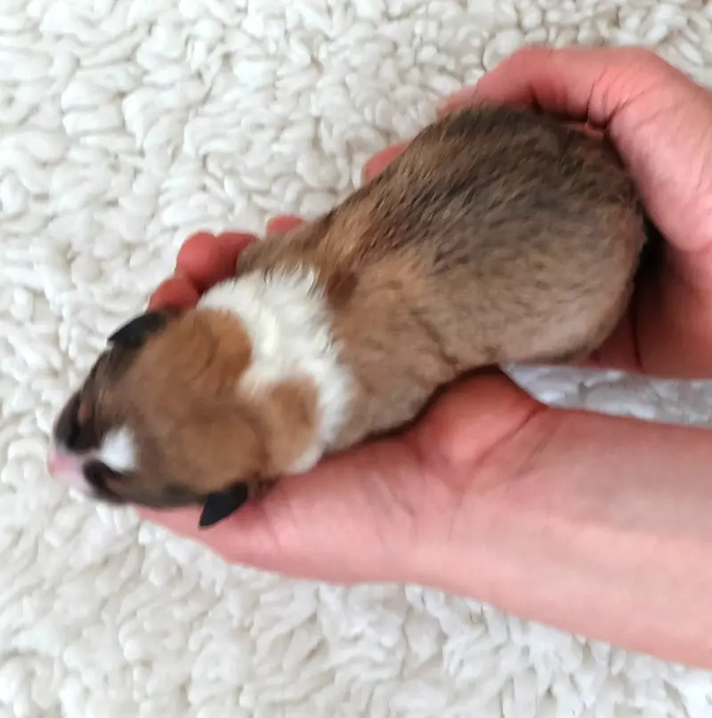 Frodo
