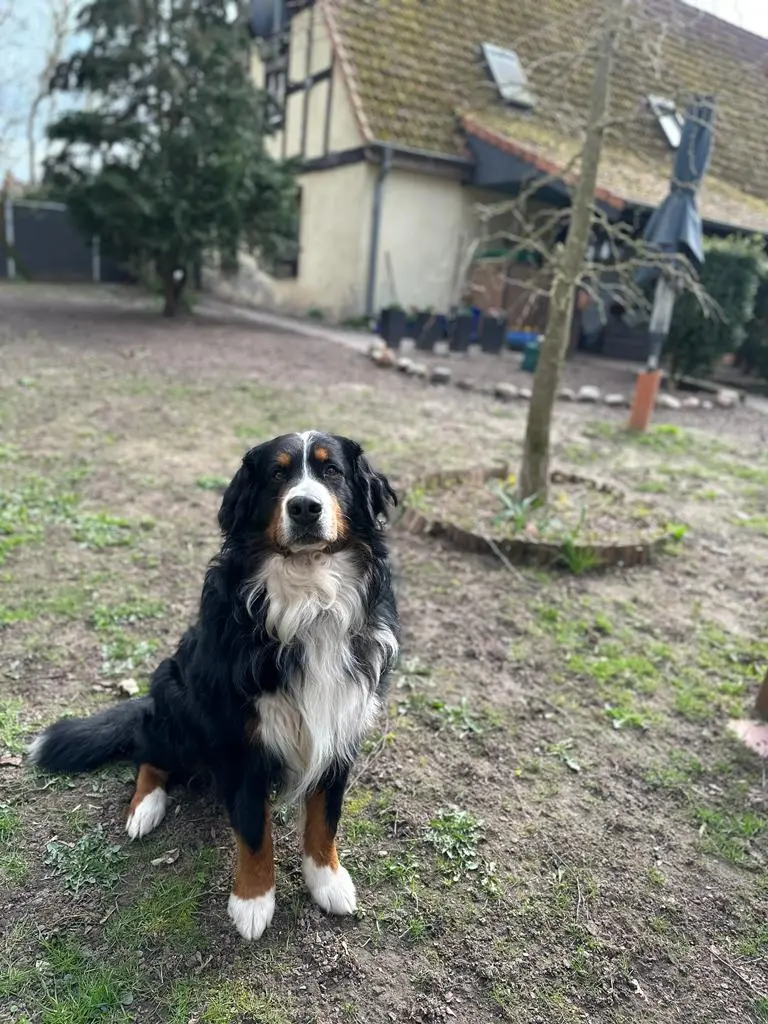 Don zum Bernerhof 