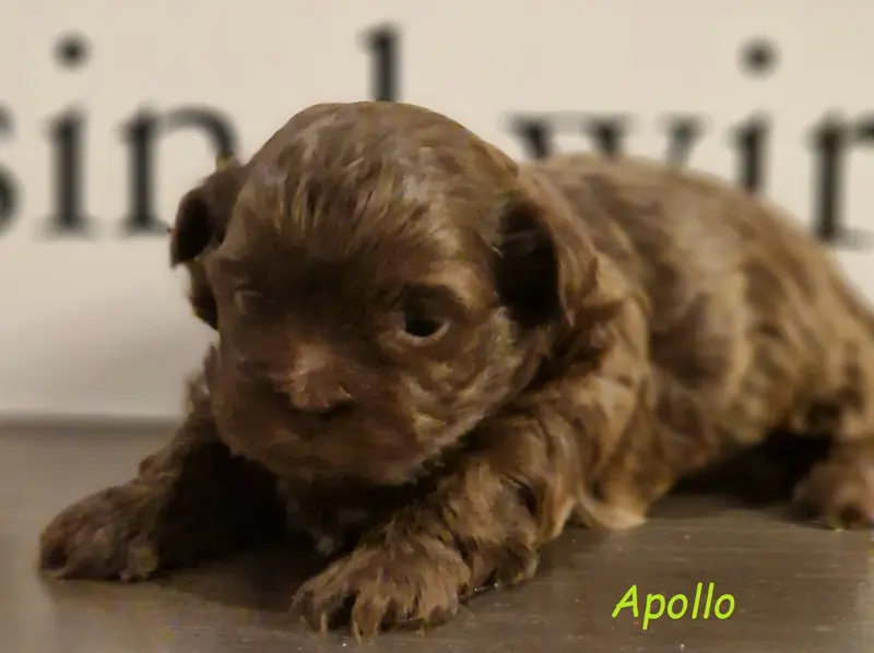 Apollo