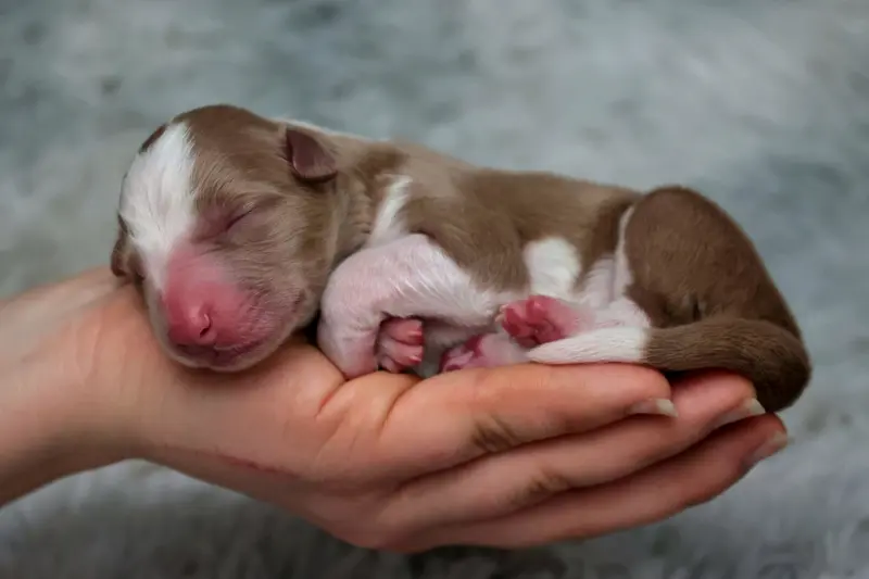 Puppy