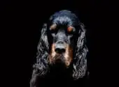 Black Devil's Sundance Kid
