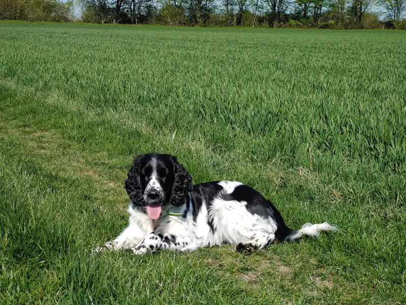 English Springer Spaniel vom Leiningerland main gallery image