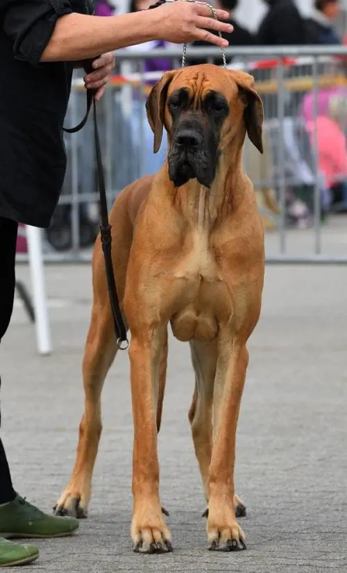 Knusperpuppe von Borchers` Hoff