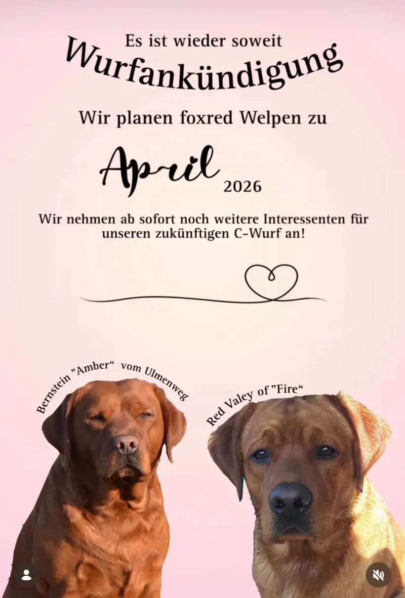 Labrador vom Westerfeld main gallery image