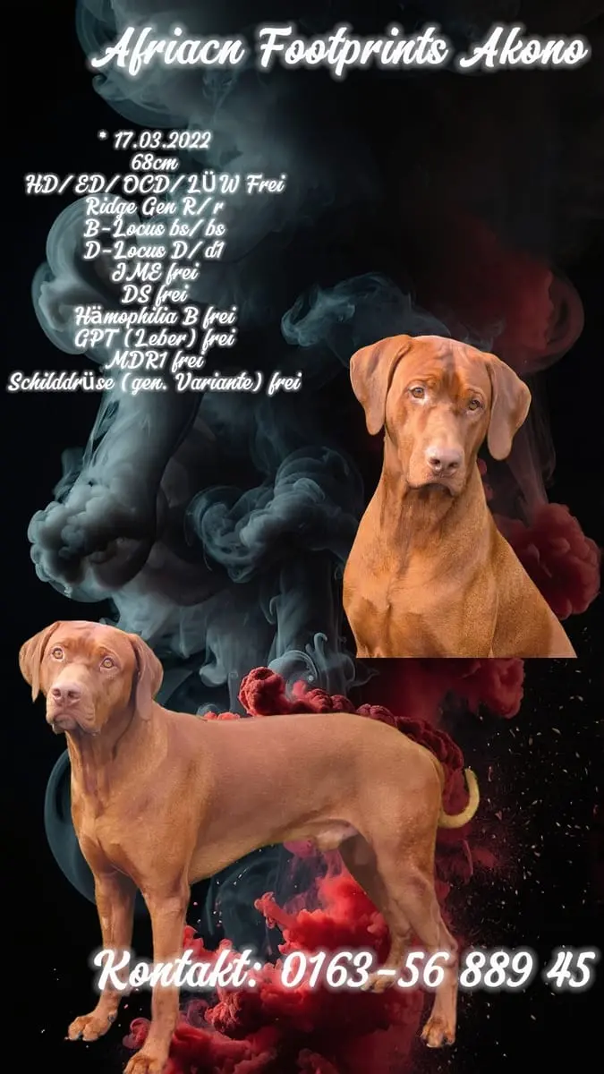 Deckrüde Rhodesian Ridgeback *Livernose* main gallery image