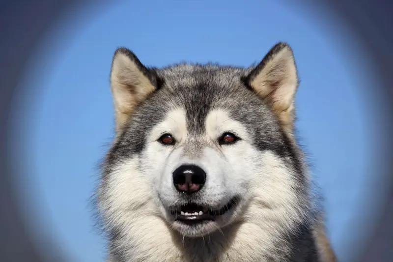 "Gucci" of Snow Wolf Valley