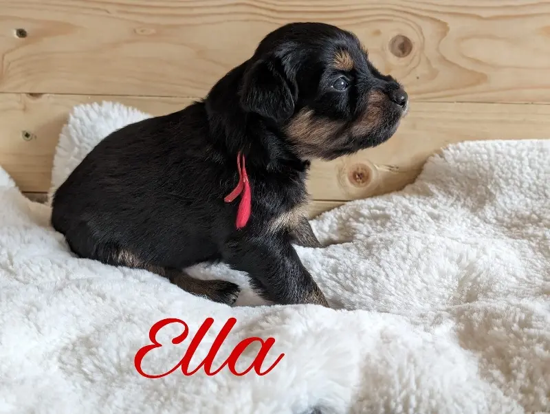 Ella