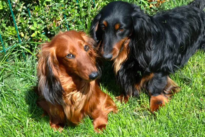 Gravhund vs. Beagle: Hvilken hund passer bedst til dig?