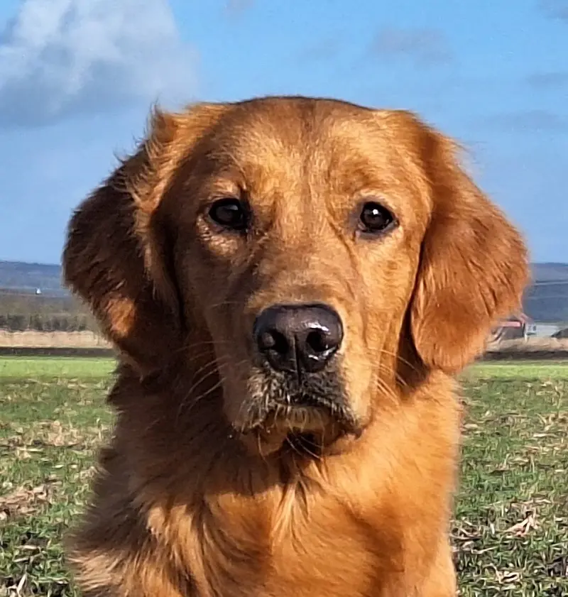 Emma von der Mountainfielder Dog-Ranch