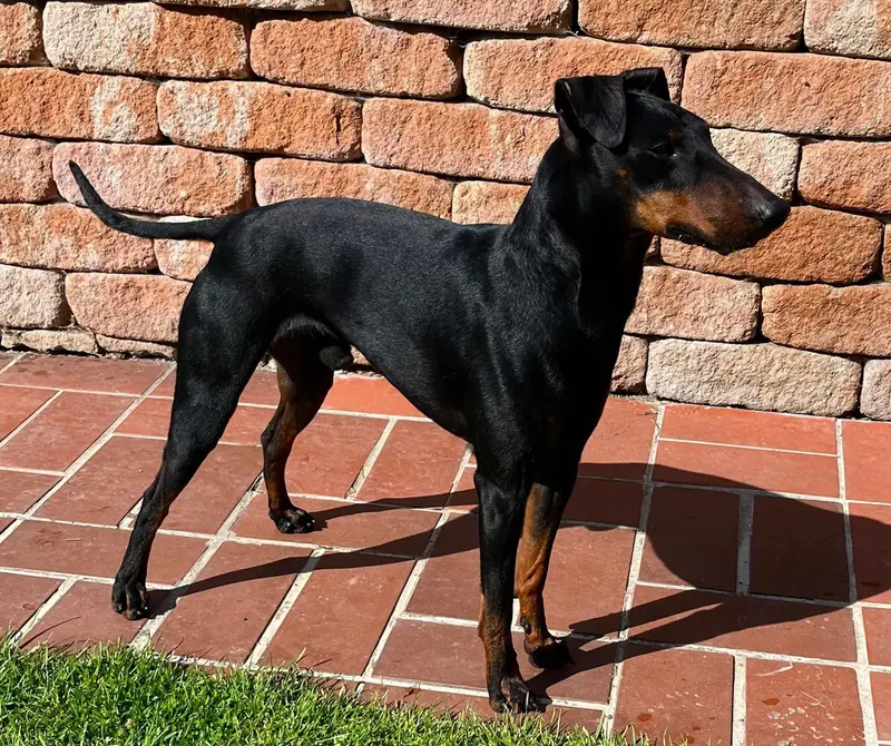 Manchester Terrier von der Spree main gallery image