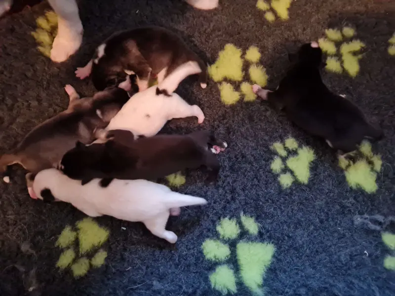 Zdjęcie miotu: Puppy