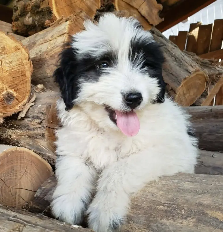 Lotte – Unbekannt (evtl. Hütehund-Mix)