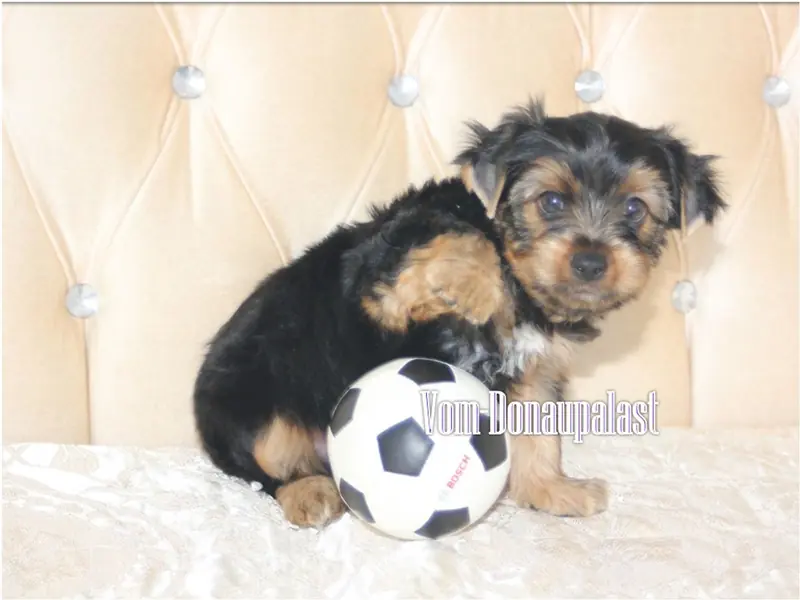 Yorkshire Terrier Welpen. Keine Mini. Biewer und Standard main gallery image