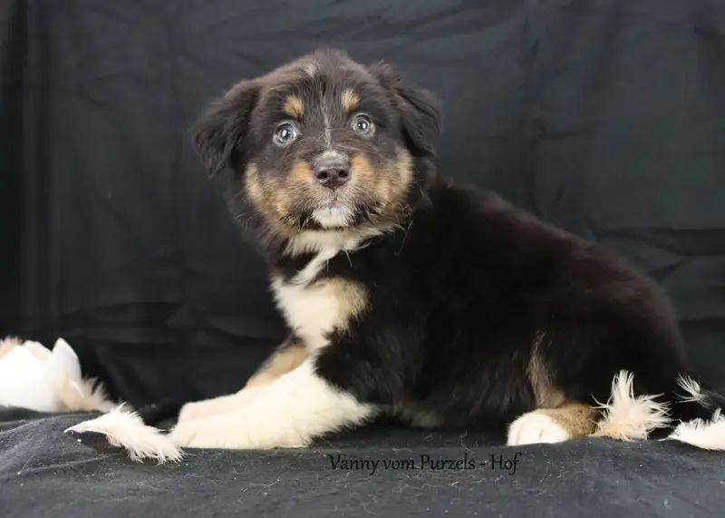 Vanny