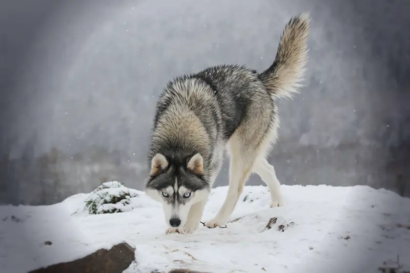 "Umani" of Snow Wolf Valley