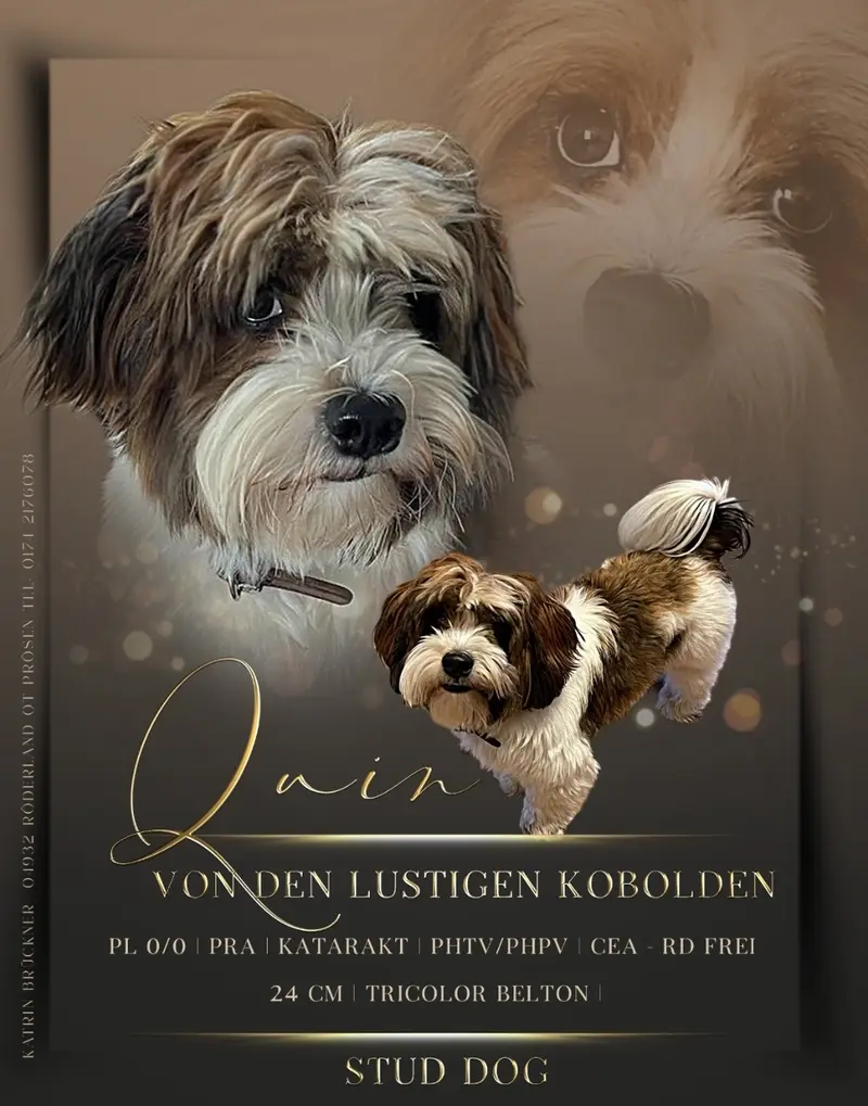 Quin von den Lustigen Kobolden 