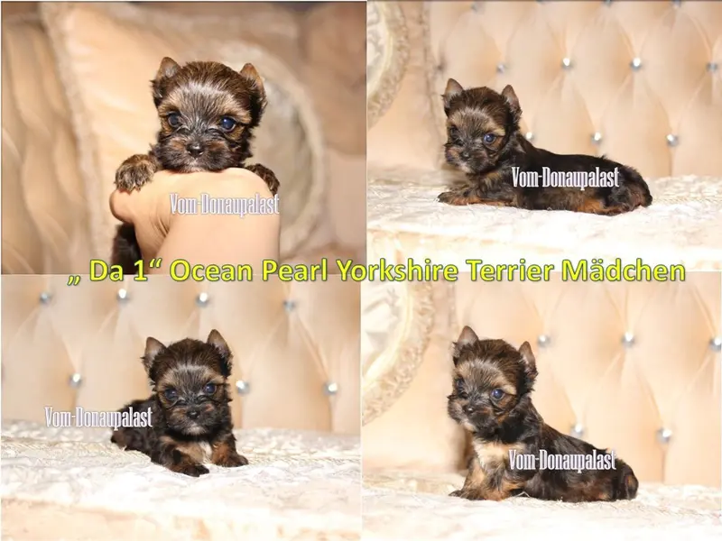 Farbige Yorkshire Terrier Welpen "vom Donaupalast". main gallery image