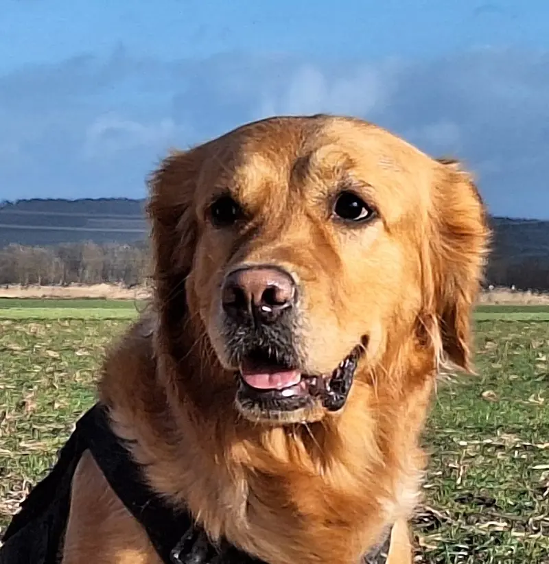 Akela von der Mountainfielder Dog-Racnh
