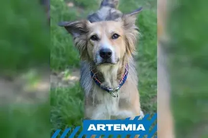 Artemia main gallery image